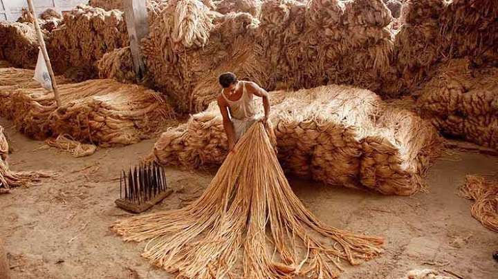 Top Jute Producing Countries in the World