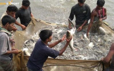 Exportable Fish From Bangladesh