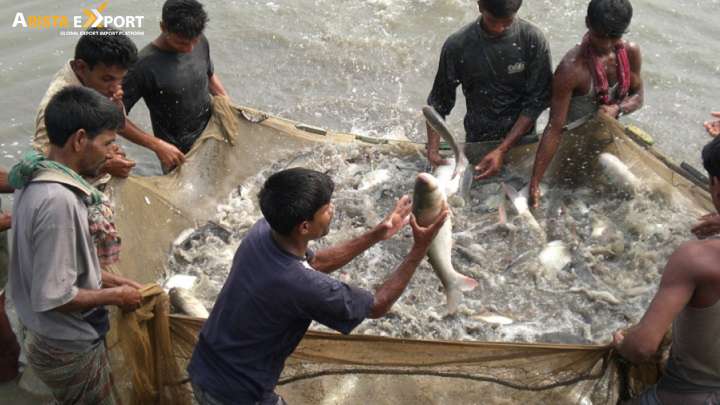 Exportable Fish From Bangladesh